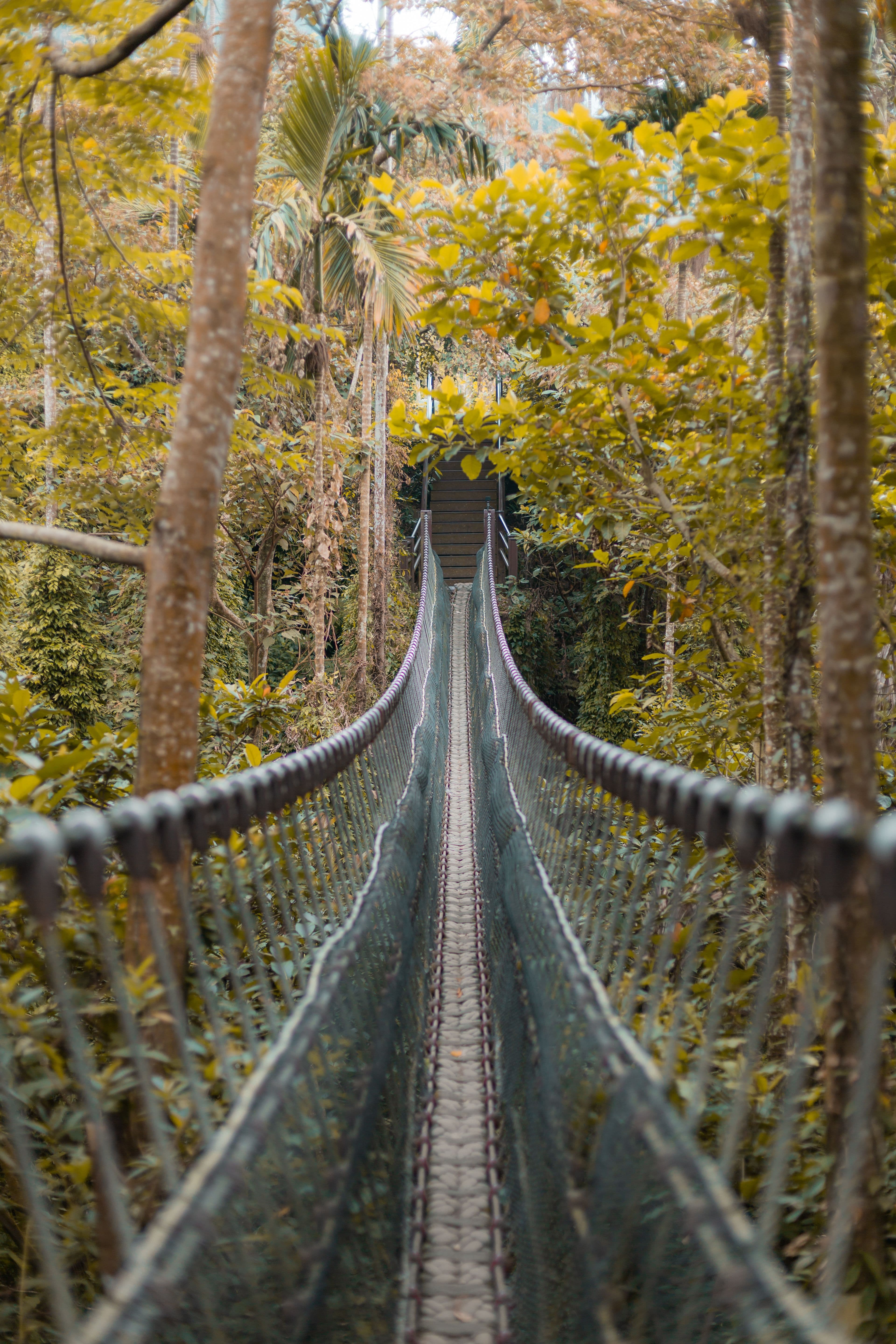 Kakum Canopy Walkway
