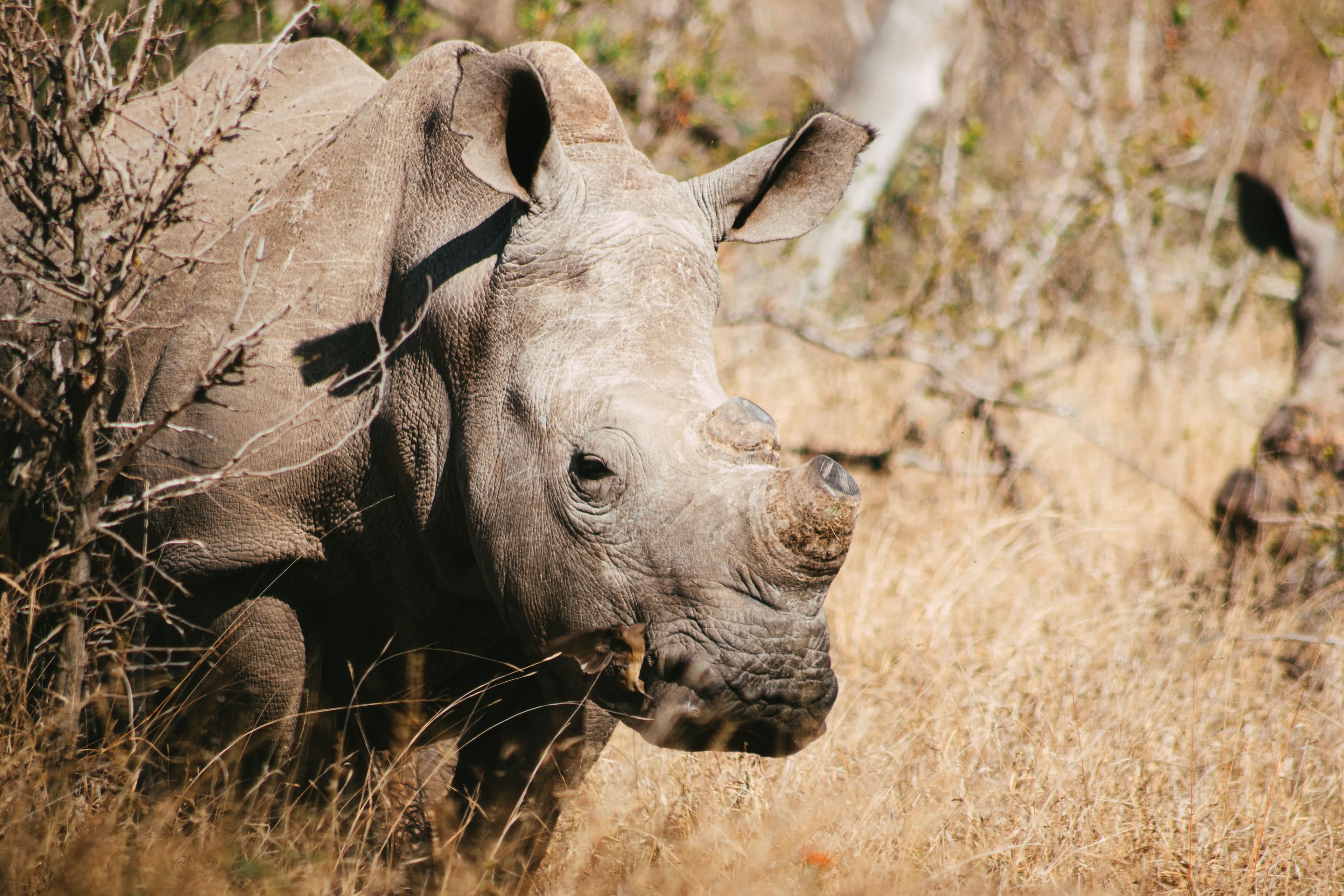 Kruger National Park