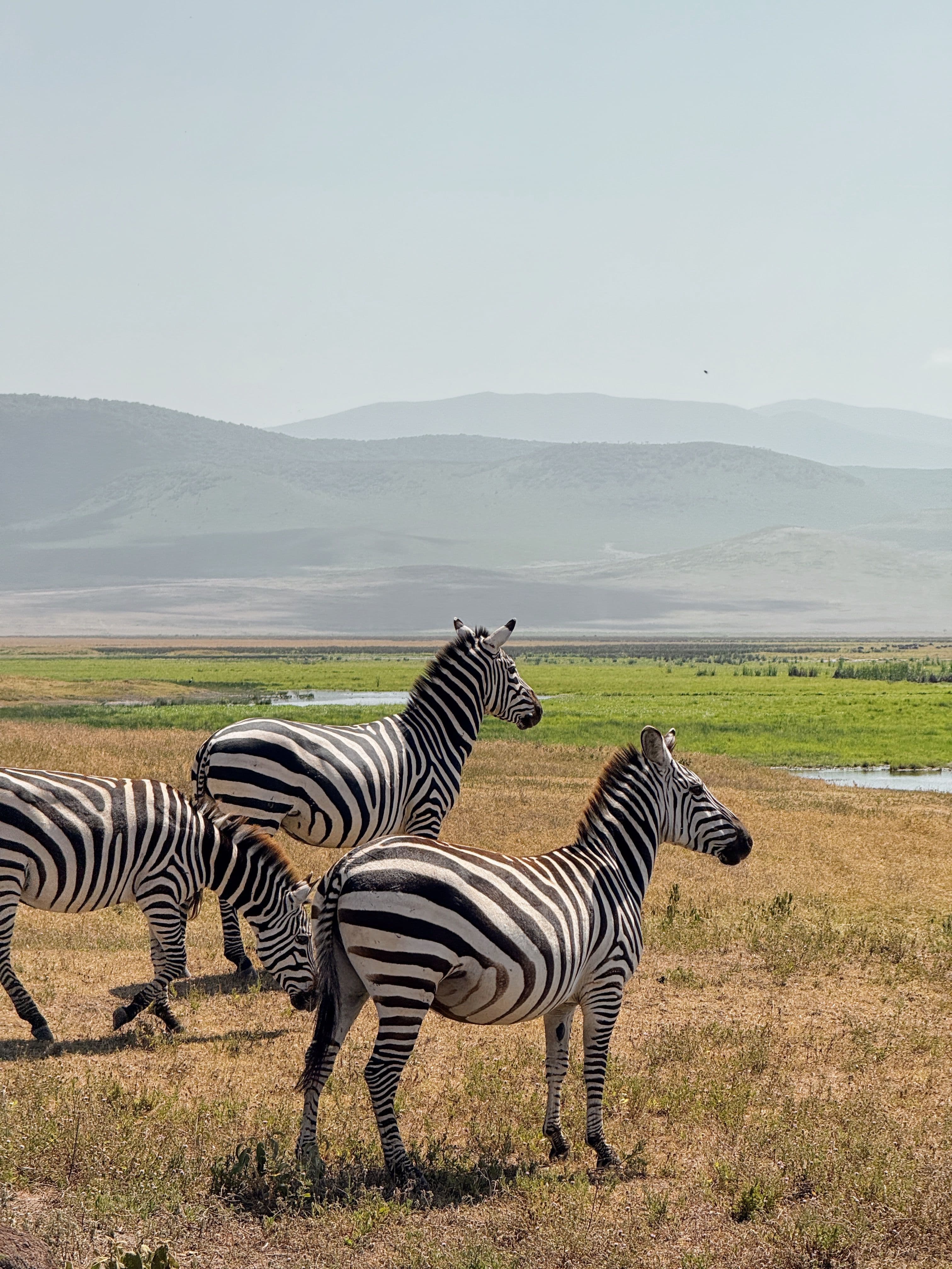 Ngorongoro Crater