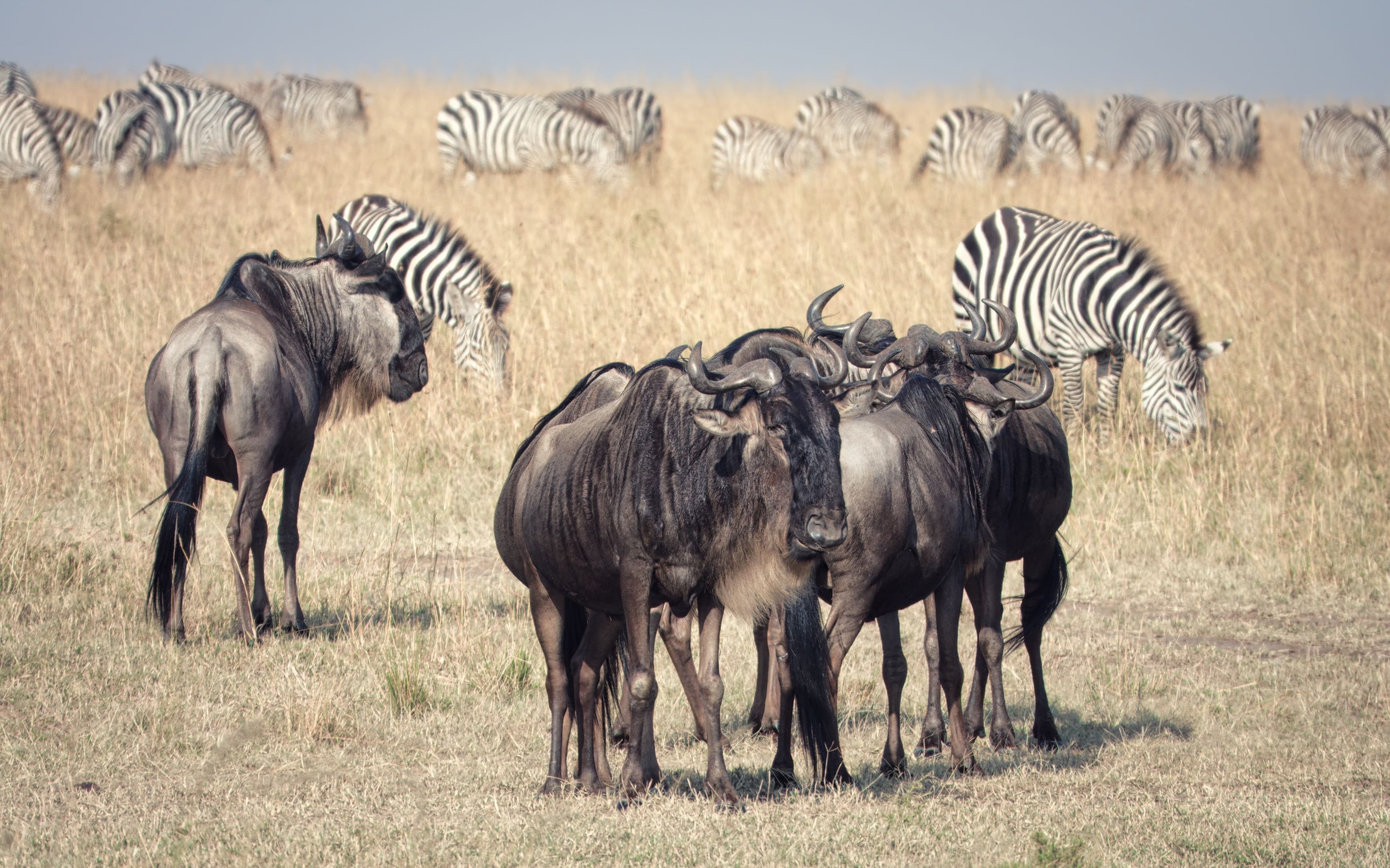 Guided Safari Expeditions and Multi-Country Routes