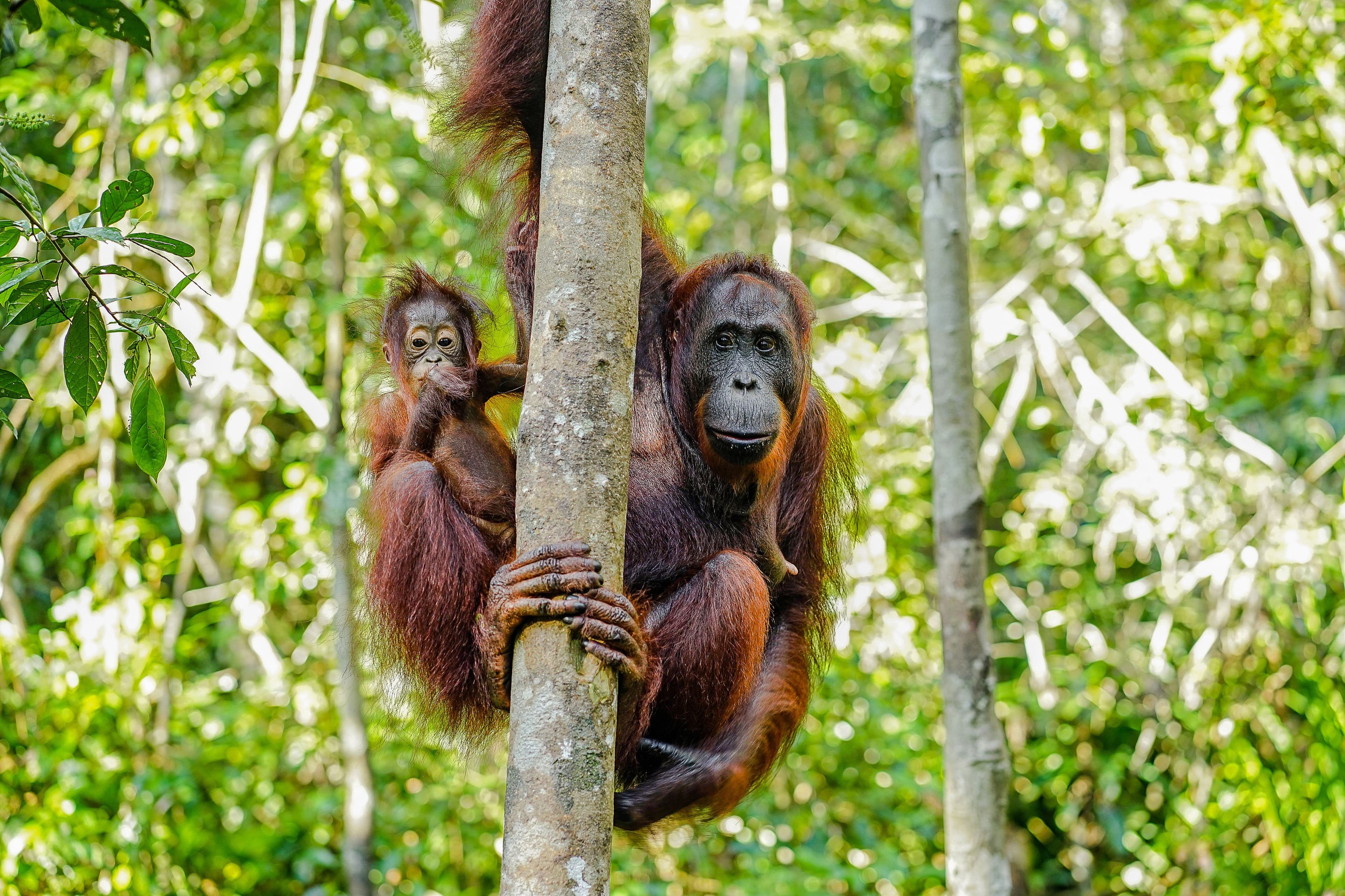 Borneo Rainforest